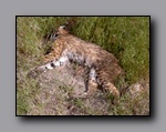 Click to enlarge 817 shelr bpk 13062005 dead bobcat nr 816.jpg